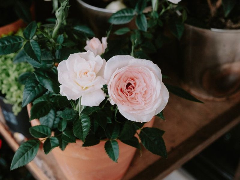 Mini rosas rosadas en una maceta