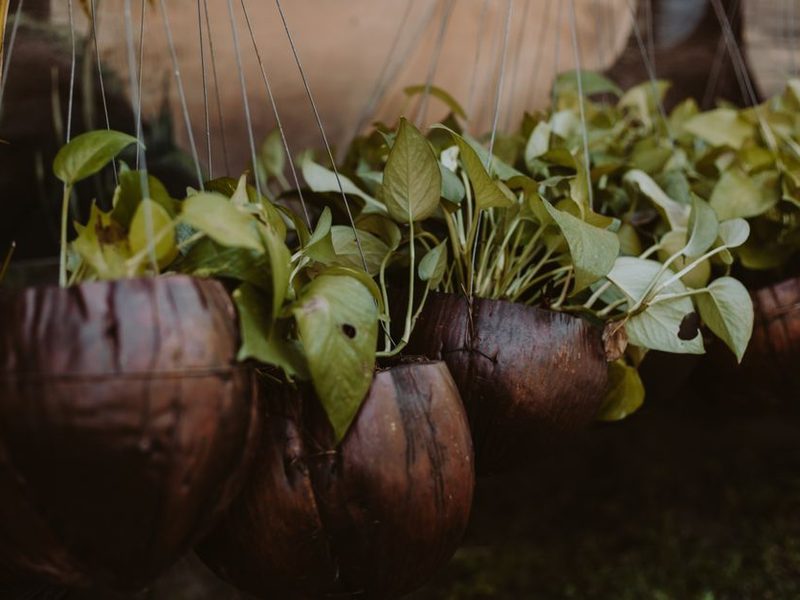 Plantas colgantes junto a una ventana