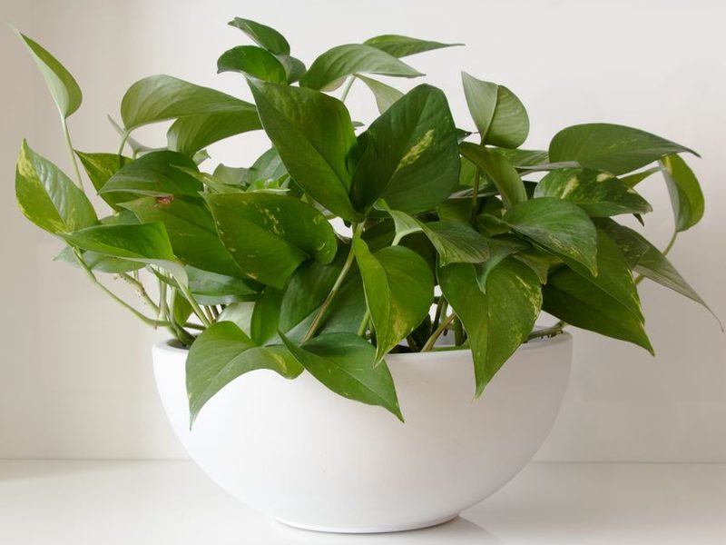 Sansevieria y potus en una sala